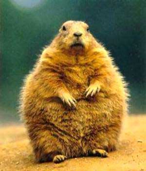 groundhog