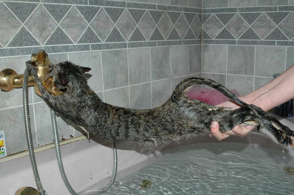 cat_bath