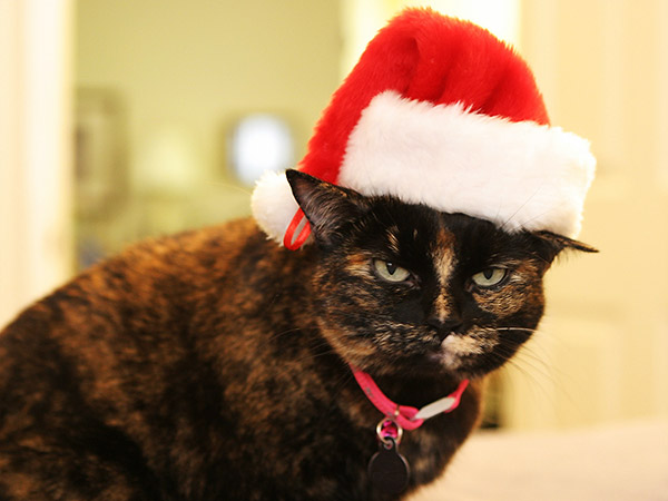 christmas_cat