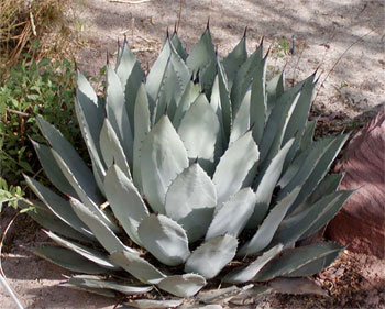 agave Mike Stocks Your Liquor Cabinet, Part 4: Tequila