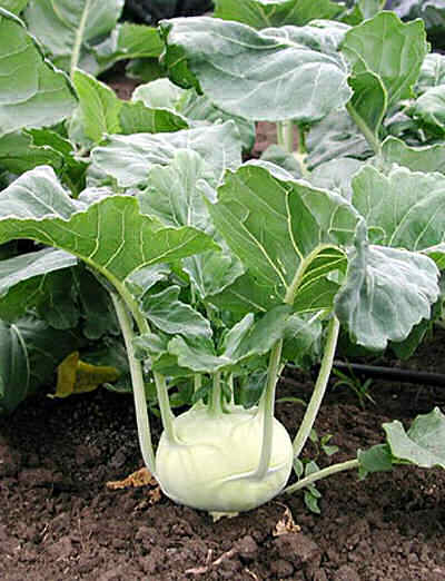 kohlrabi