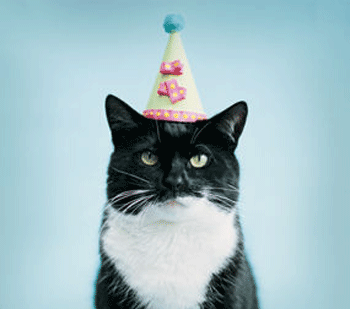 birthday_cat